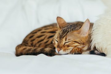 Sleeping Kitten